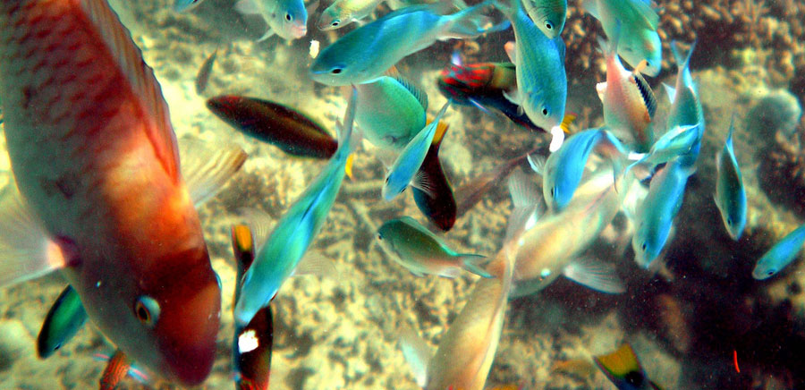 Fish Gili Nanggu