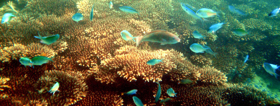 Fish Gili Sudak