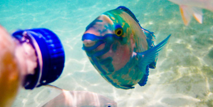 Snorkeling Gili Nanggu