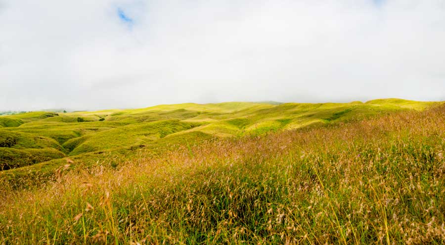 Starting from the Sembalun regions, we are greeted by the Savannas along 6 kilometers.