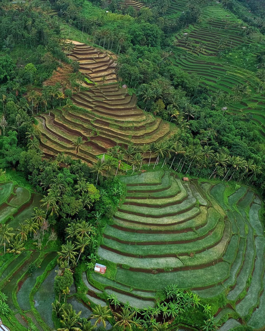 View of rice fields in Tetebatu Village Lombok, West Nusa Tenggara which was nominated for 'Best Tourism Village' by UNWTO