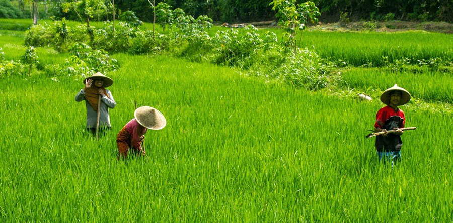 Cycling Tours to the village of Tetebatu - Middle Lombok Island Indonesia