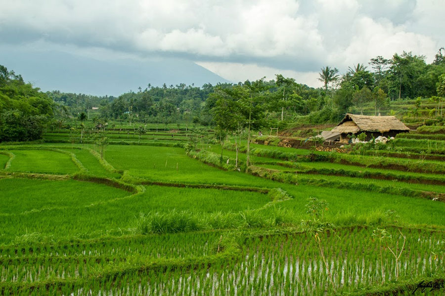 Tetebatu village Lombok Island Indonesia